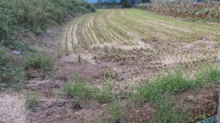 송진리 261외 전경