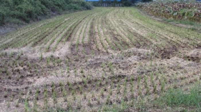 송진리 261외 전경