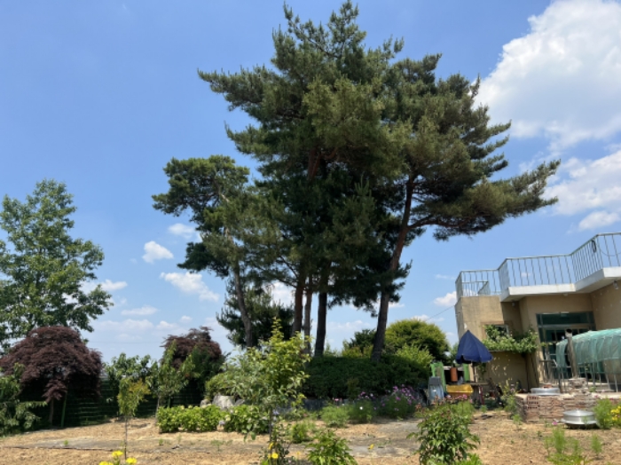 제시외 수목 전경1