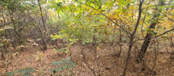 이건 목록 토지 전경(11)