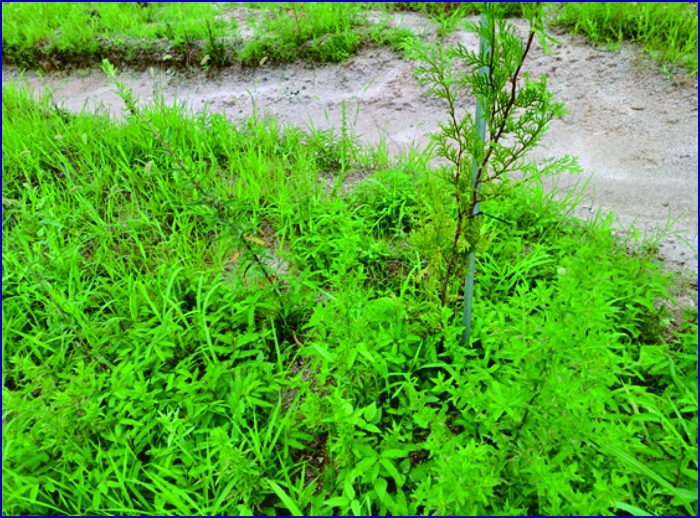 본건 지상 수목