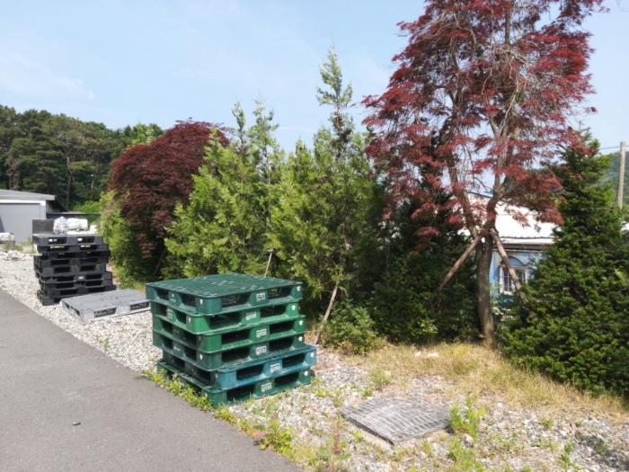 본건 전경(제시외 수목)