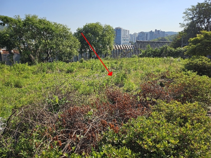 본건 (서측에서 촬영)