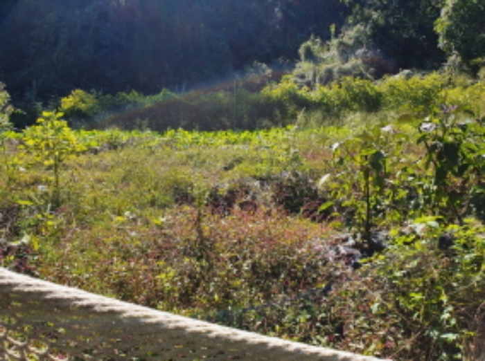 목록4. 토지 일부에 자라고 있는 밭작물