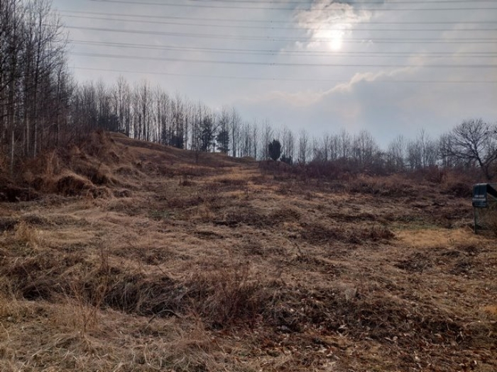 부동산 표시목록 4번 토지(임야) 전경