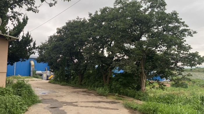 토지(1)지상 제시외 수목