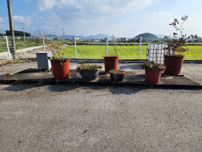 본건 토지상의 정화조