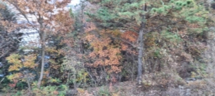 순창 인계 갑동 산8-1 경매물건 4번(현.임야) 사진