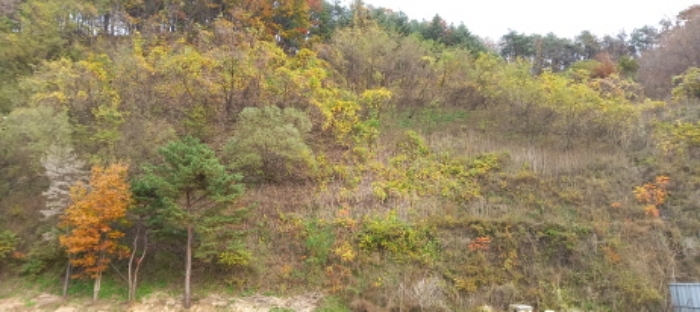 목록 7. 토지(임야) 전경