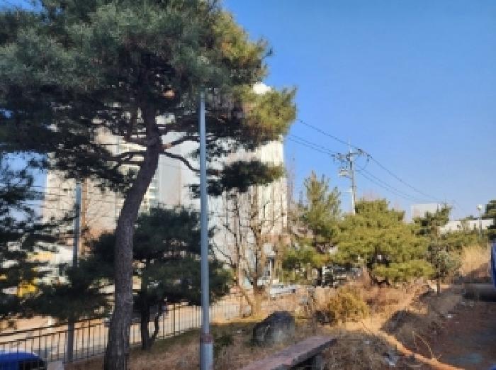 본건에 소재하는 조경수