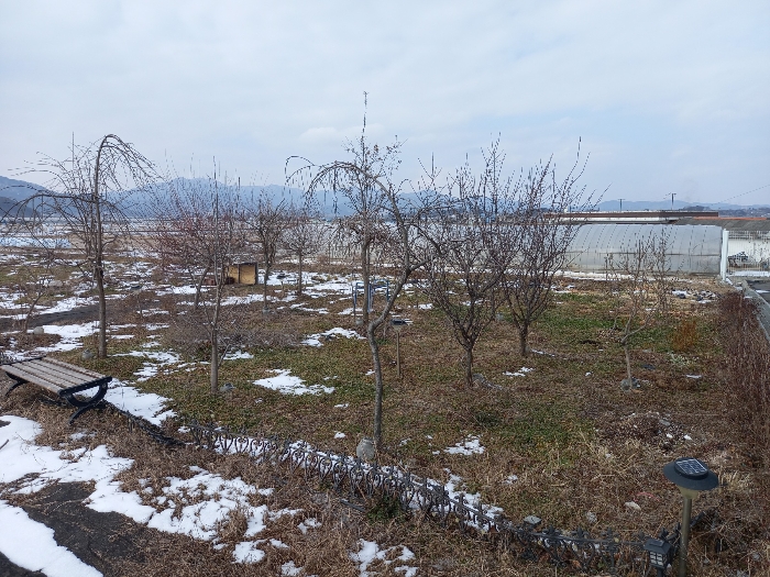 본건 기호 #2 지상 제시외 ㉤수목(묘목 등)