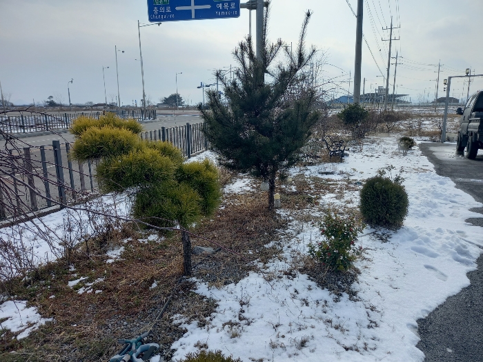 제시외 ㉣수목(조경수 등)