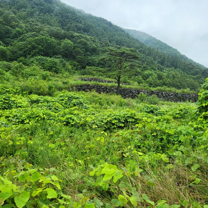 본건 남동측 계획관리지역부분 전경