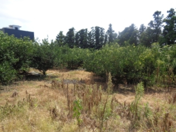 소재지3(낙천리 433) 전경 사진