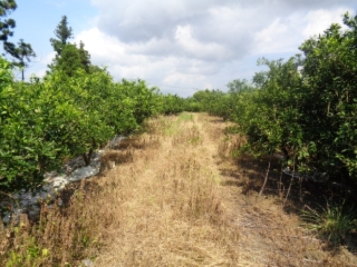 소재지3(낙천리 433) 전경 사진