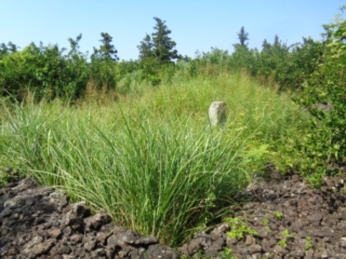 소재지3(낙천리 433) 지상 제시외 분묘 사진