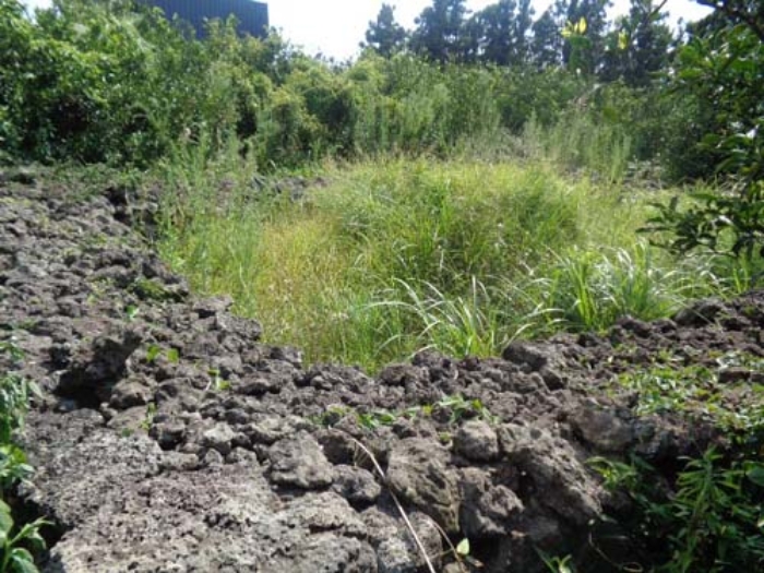 소재지3(낙천리 433) 지상 제시외 분묘 사진