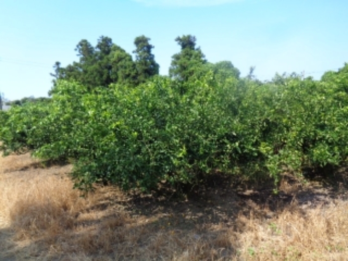 소재지1(낙천리 431-1) 전경 사진