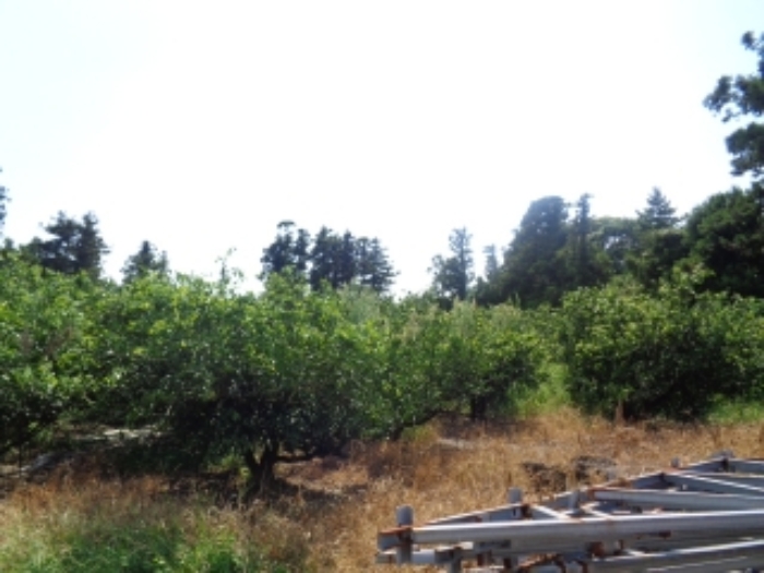 소재지1(낙천리 431-1) 전경 사진