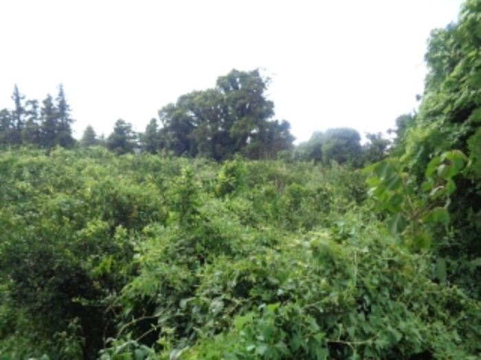 소재지4(낙천리 460-2) 전경 사진