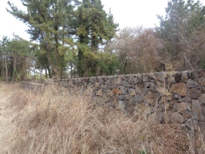 소재지 1. (협재리 400) 주변 돌담 사진