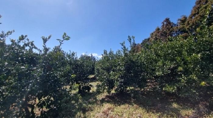 소재지1(서홍동 1735-1) 전경2