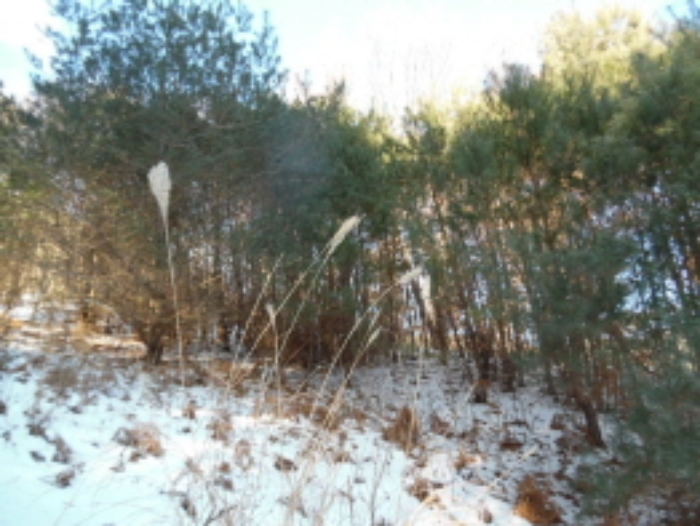 목록5. 임야 전경(2)