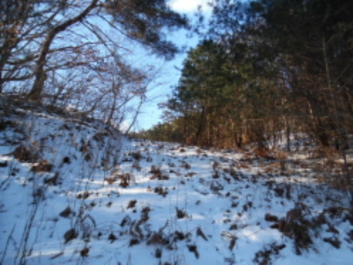 목록5. 임야 전경(3)