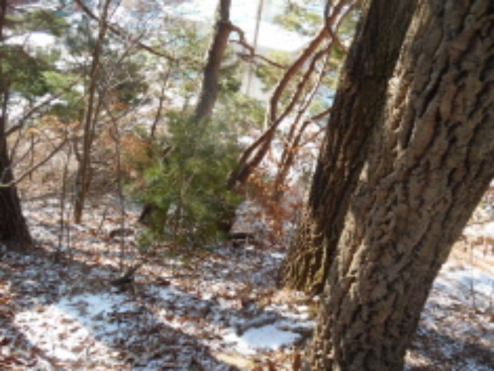 목록4. 임야 전경(3)