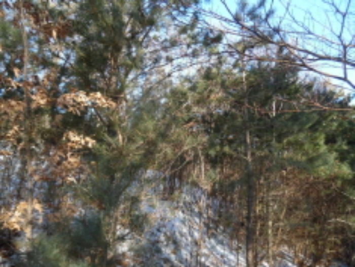 목록2. 임야 전경(3)