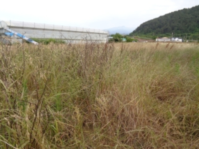 소재지1(구엄리 137) 사진