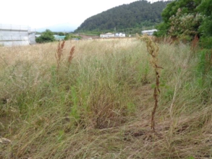 소재지1(구엄리 137) 사진