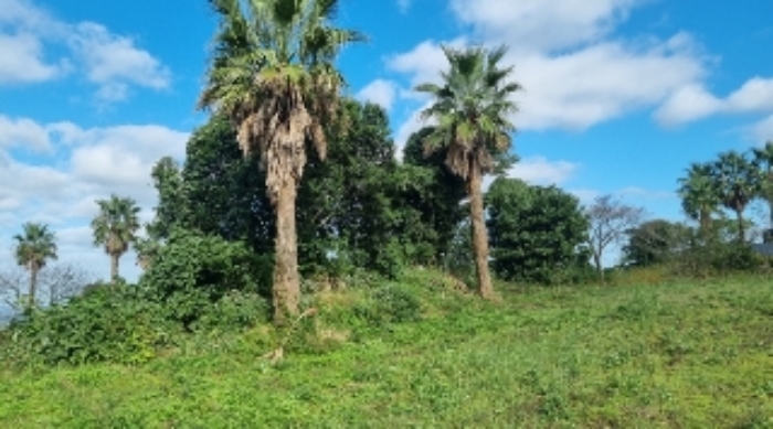 소재지1(와산리 1391-3) 지상에 식재된 조경수