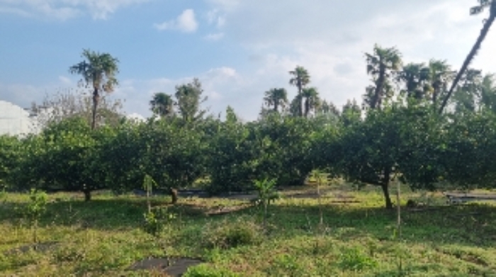 소재지1(의귀리 276) 전경2