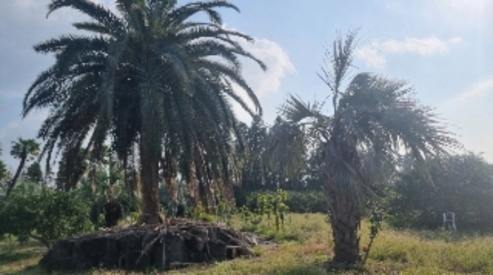 소재지1(의귀리 276) 전경4