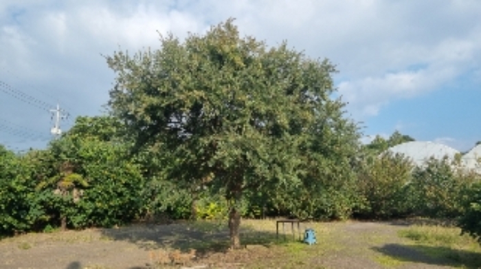 소재지1(의귀리 276) 전경5