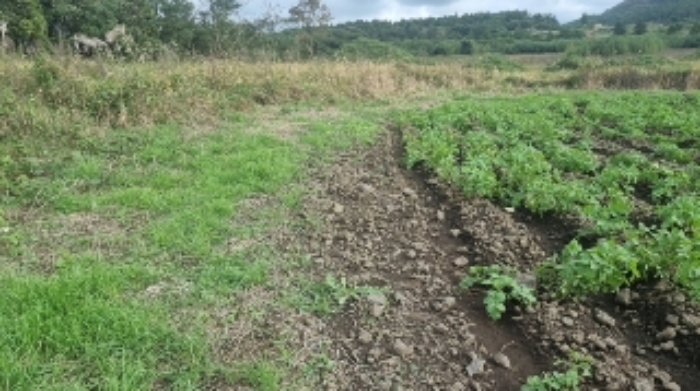 소재지4(선흘리