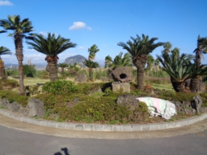 소재지1(상모리 1450-1) 지상 소재 수목 및 조경석 사진