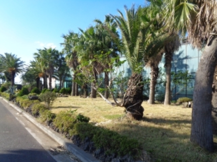 소재지1(상모리 1450-1) 지상 소재 수목 사진