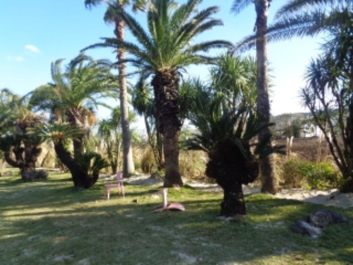 소재지3(상모리 488) 지상 소재 수목 사진