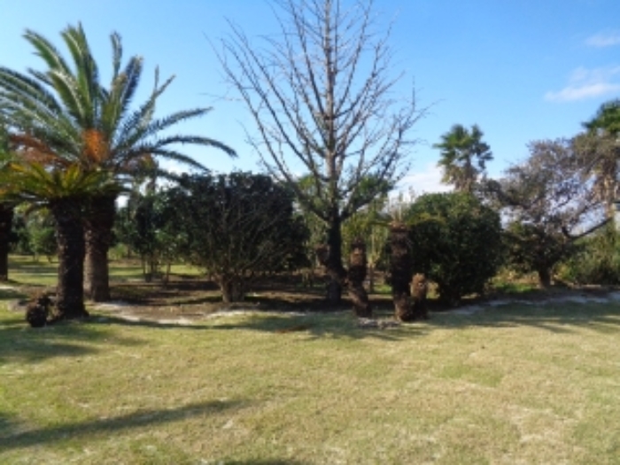 소재지3(상모리 488) 지상 소재 수목 사진