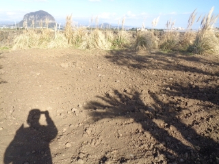 소재지3(상모리 488) 지상 경작지 부분 사진