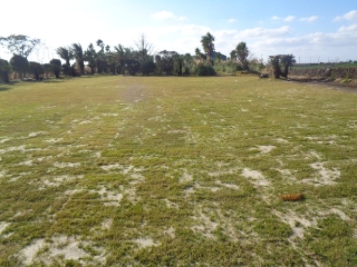 소재지3(상모리 488) 지상에 식재된 잔디 사진