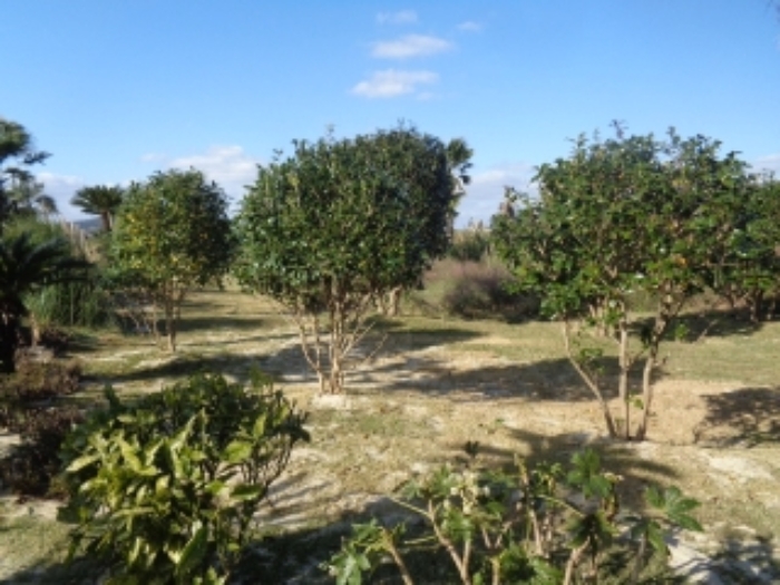 소재지3(상모리 488)지상에 소재 수목 사진