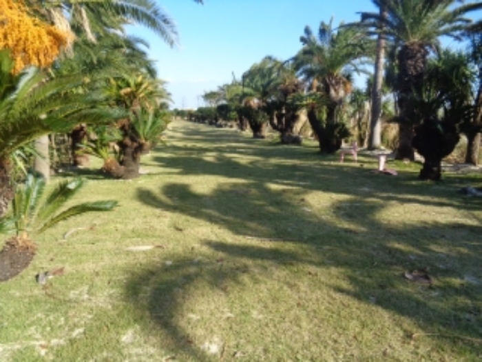 소재지3(상모리 488) 지상 소재 수목 사진