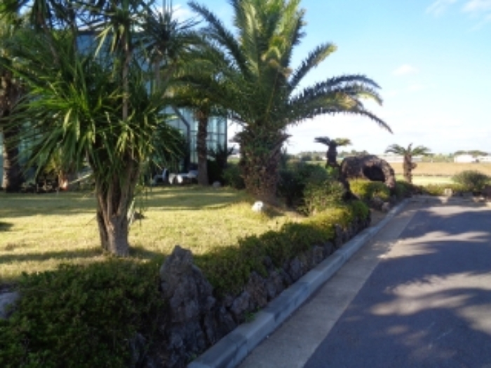 소재지1(상모리 1450-1) 지상 소재 수목 사진