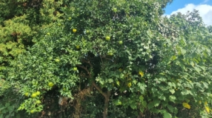 소재지4(서호동 288-1) 지상에 식재된 밀감목