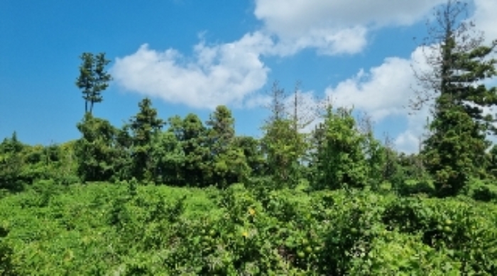 소재지1(도련일동 1011) 전경