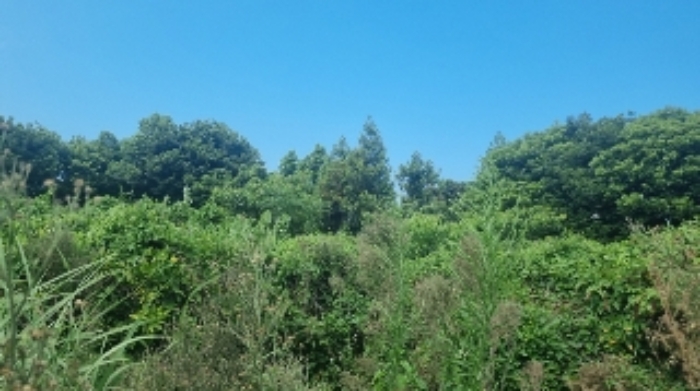 소재지3(도련일동 1392-1) 전경