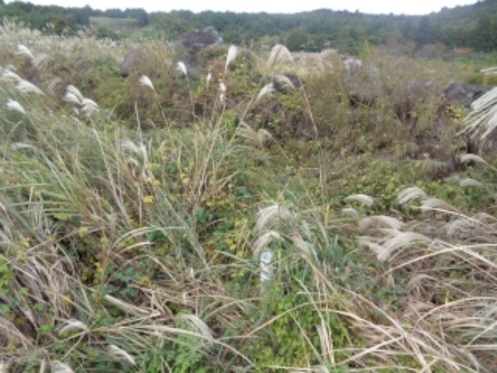 소재지4(동광리 863-11)전경 사진